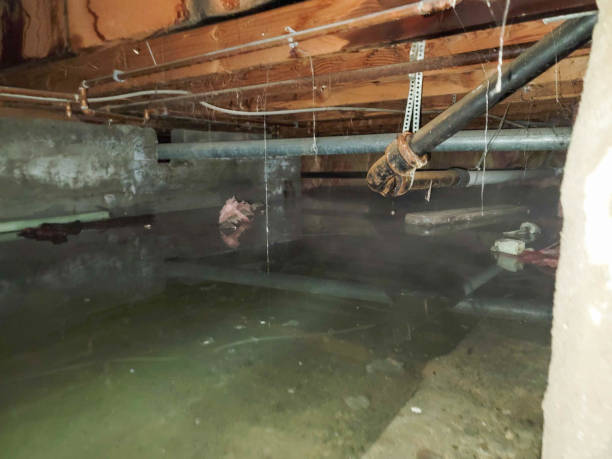 Best Local water damage restoration  in Waverly, TN